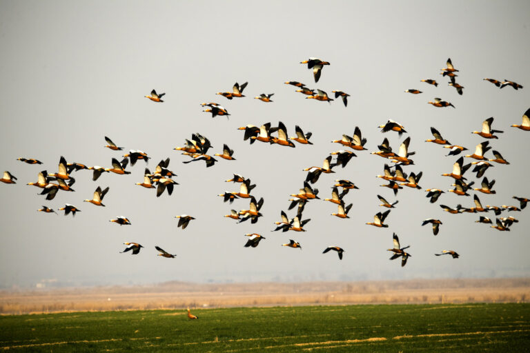 Eighteen years of photography, five continents - ‘Hundred Birds